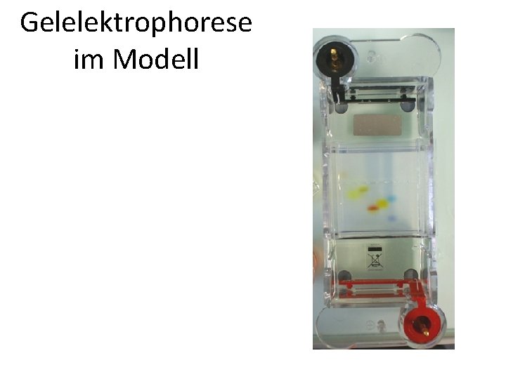 Gelelektrophorese im Modell 