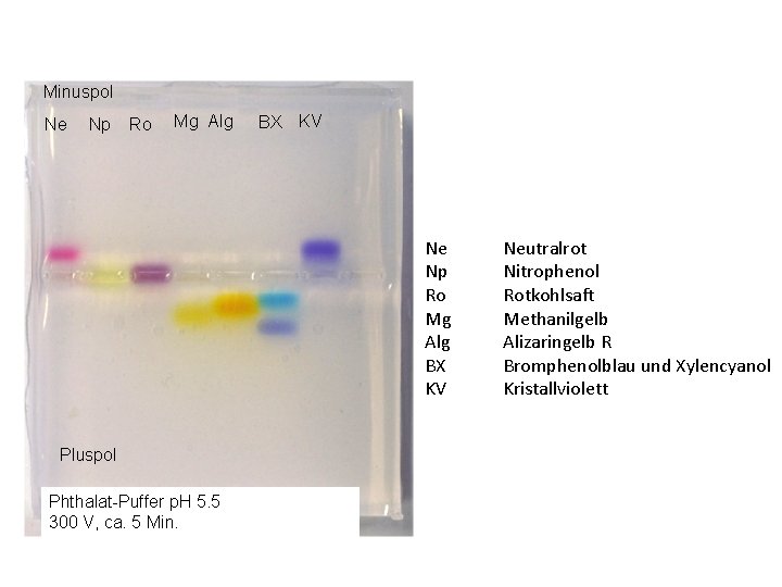 Minuspol Ne Np Ro Mg Alg BX KV Pluspol Phthalat-Puffer p. H 5. 5