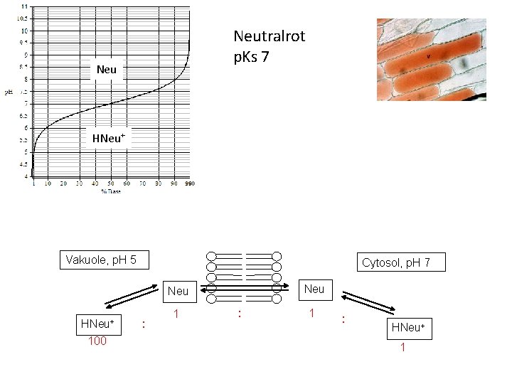 Neutralrot p. Ks 7 Neu HNeu+ Vakuole, p. H 5 Cytosol, p. H 7