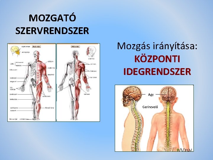 MOZGATÓ SZERVRENDSZER Mozgás irányítása: KÖZPONTI IDEGRENDSZER Agy Gerincvelő 