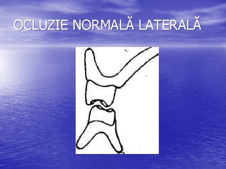 OCLUZIE NORMALĂ LATERALĂ 