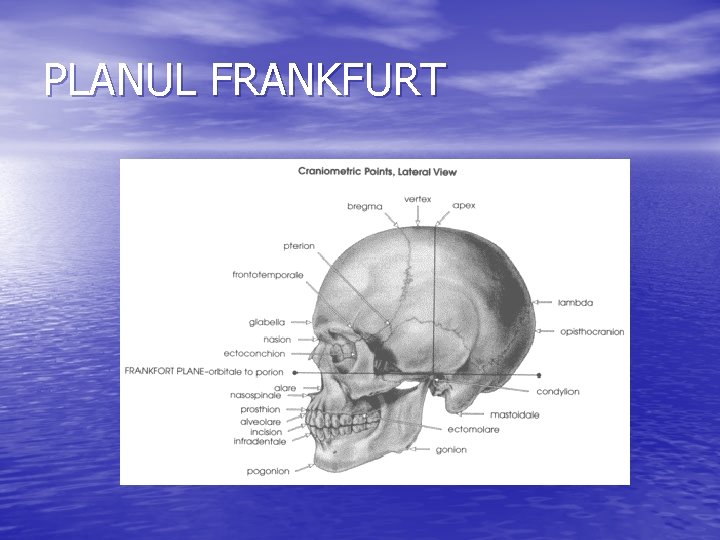 PLANUL FRANKFURT PLANUL FRANKFURT