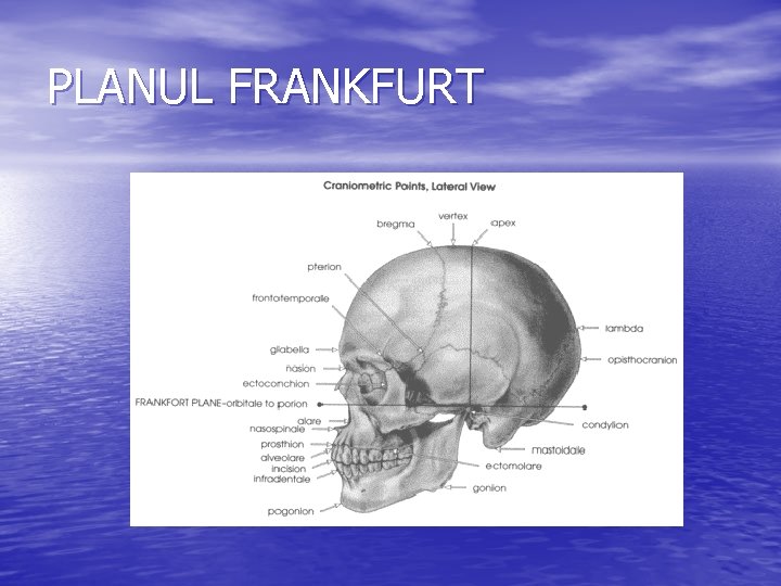 PLANUL FRANKFURT 