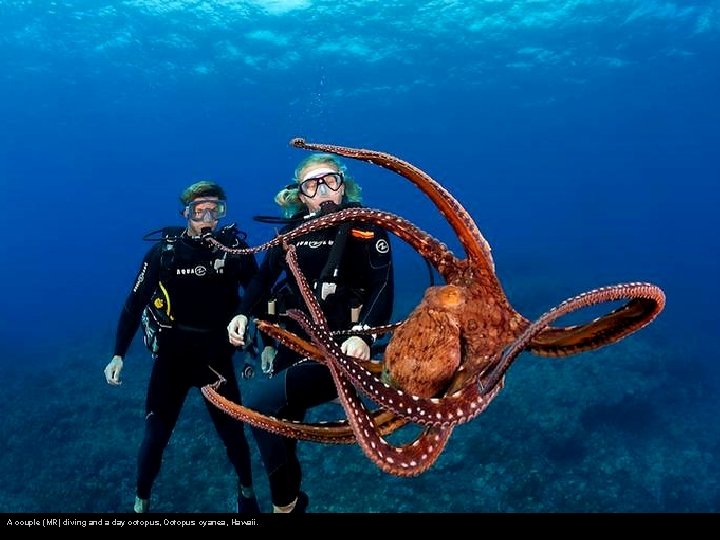 A couple (MR) diving and a day octopus, Octopus cyanea, Hawaii. 