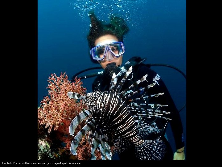 Lionfish, Pterois volitans, and a diver (MR), Raja Ampat, Indonesia. 