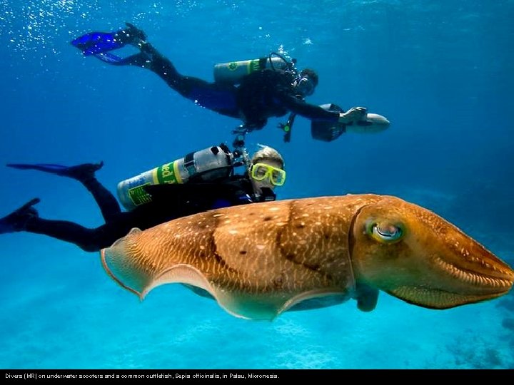 Divers (MR) on underwater scooters and a common cuttlefish, Sepia officinalis, in Palau, Micronesia.