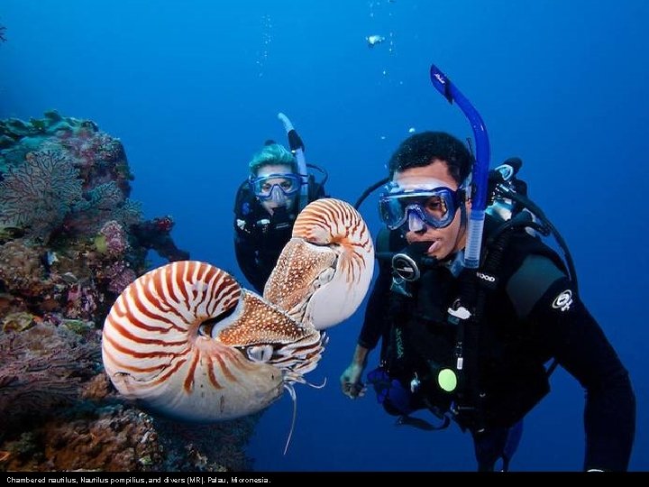 Chambered nautilus, Nautilus pompilius, and divers (MR). Palau, Micronesia. 