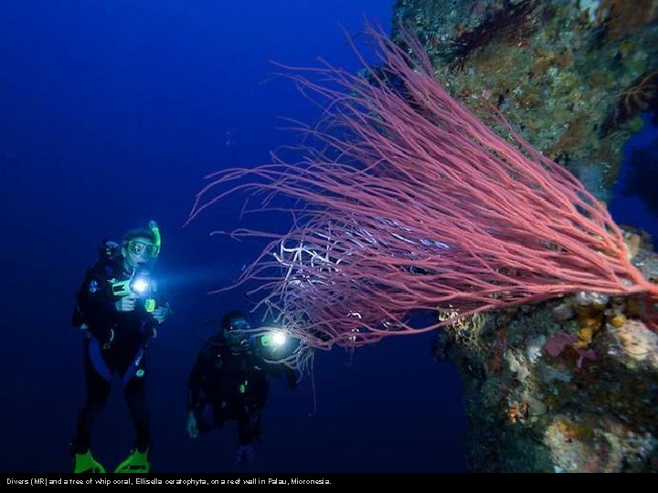 Divers (MR) and a tree of whip coral, Ellisella ceratophyta, on a reef wall