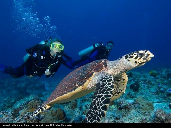 Hawksbill turtle, Eretmochelys imbricata, and divers (MR). Palau, Micronesia. 