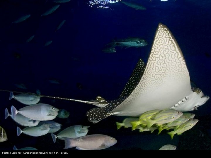 Spotted eagle ray, Aetobatis nari, and reef fish. Hawaii. 