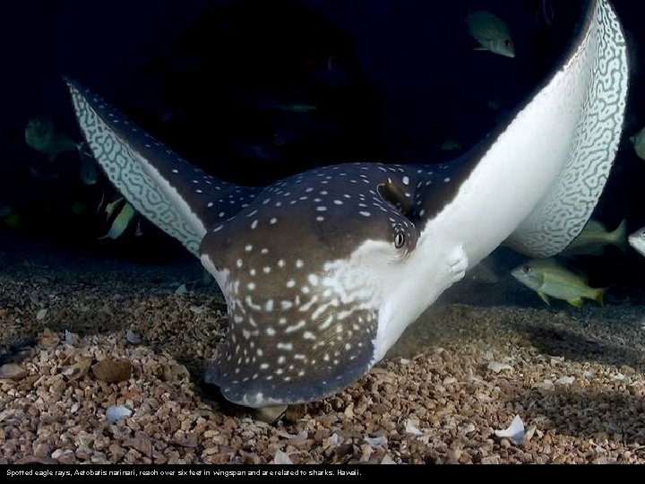 Spotted eagle rays, Aetobatis nari, reach over six feet in wingspan and are related