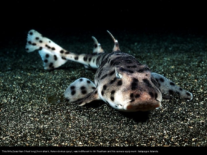 This little (less than 3 feet long) horn shark, Heterodontus quoyi, was indifferent to