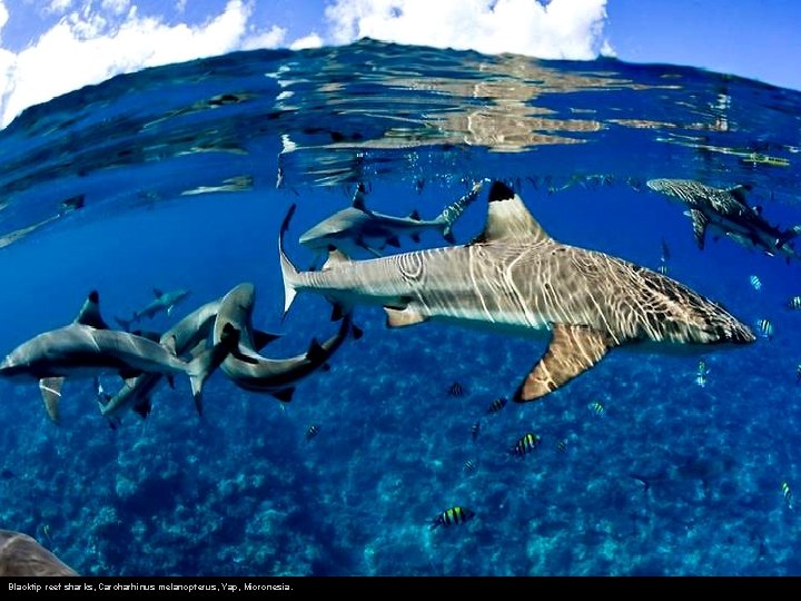 Blacktip reef sharks, Carcharhinus melanopterus, Yap, Micronesia. 