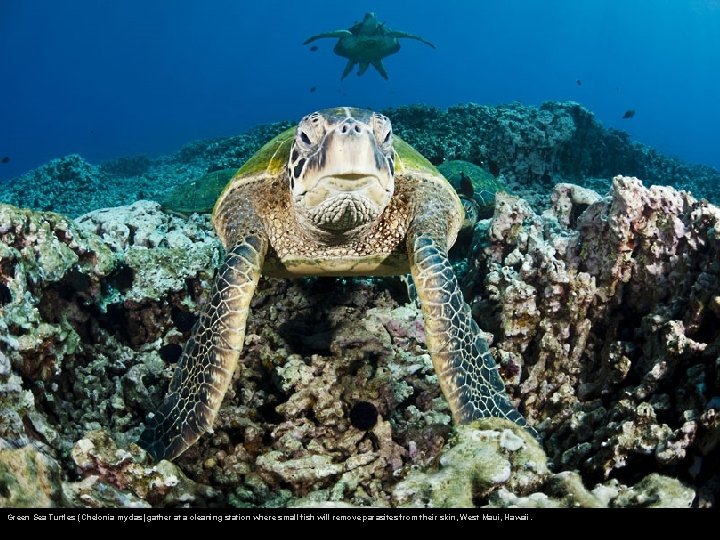 Green Sea Turtles (Chelonia mydas) gather at a cleaning station where small fish will