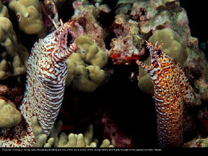 This pair of dragon moray eels [Muraena pardalis] are one of the more exotic