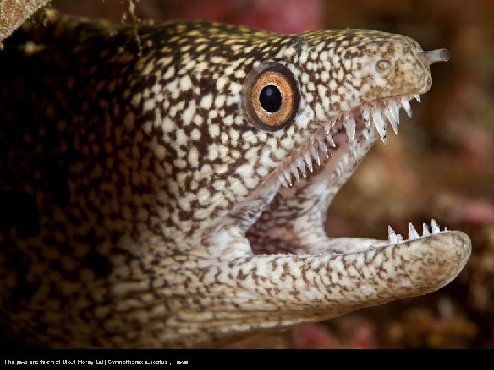 The jaws and teeth of Stout Moray Eel (Gymnothorax eurostus), Hawaii. 