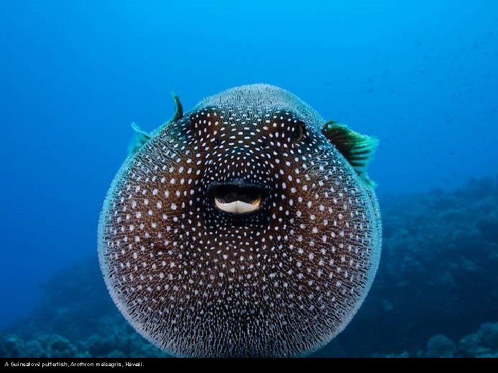 A Guineafowl pufferfish, Arothron meleagris, Hawaii. 