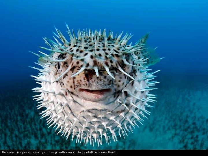 The spotted porcupinefish, Diodon hystrix, feed primarily at night on hard shelled invertebrates. Hawaii.