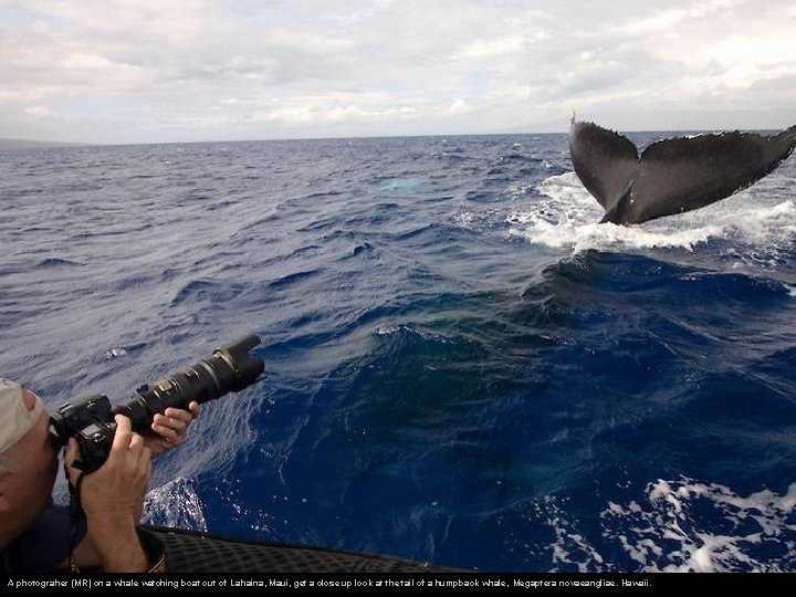 A photograher (MR) on a whale watching boat out of Lahaina, Maui, get a