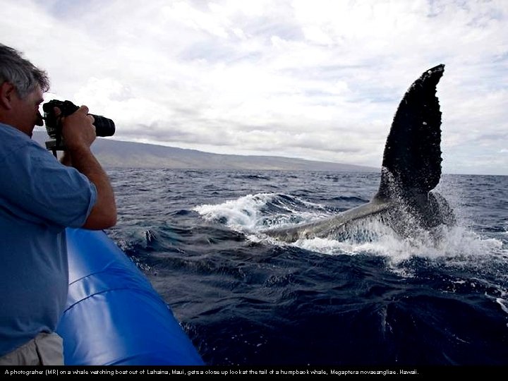 A photograher (MR) on a whale watching boat out of Lahaina, Maui, gets a