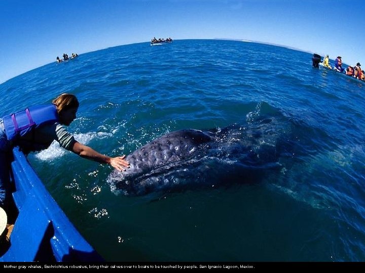 Mother gray whales, Eschrichtius robustus, bring their calves over to boats to be touched