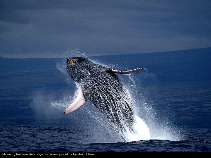A breaching humpback whale, Megaptera novaeangliae, off the Big Island of Hawaii. 