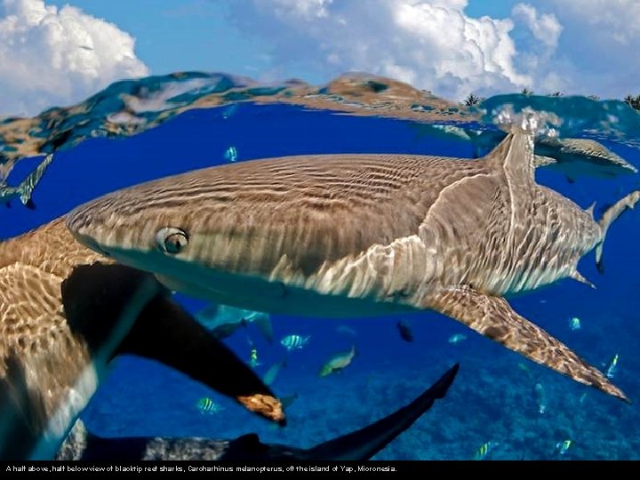 A half above, half below view of blacktip reef sharks, Carcharhinus melanopterus, off the