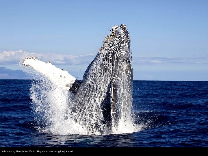 A breaching Humpback Whale (Megaptera novaeangliae), Hawaii. 