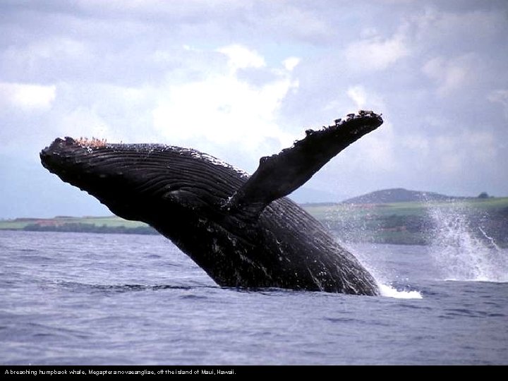 A breaching humpback whale, Megaptera novaeangliae, off the island of Maui, Hawaii. 