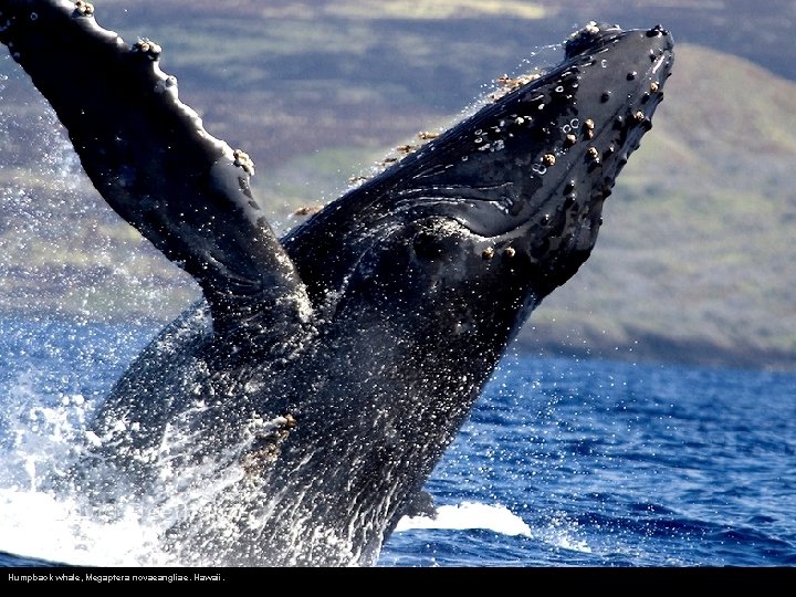 Humpback whale, Megaptera novaeangliae. Hawaii. 