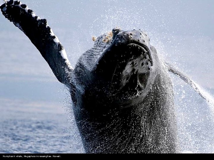  Humpback whale, Megaptera novaeangliae. Hawaii. 