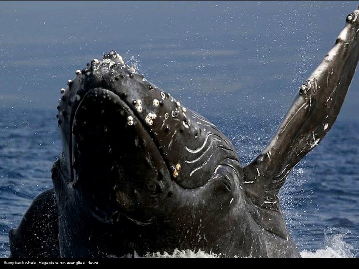Humpback whale, Megaptera novaeangliae. Hawaii. 