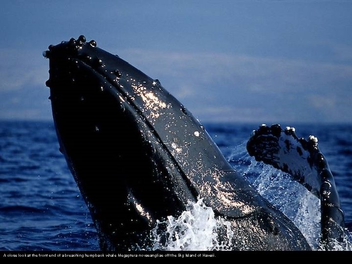 A close look at the front end of a breaching humpback whale Megaptera novaeangliae