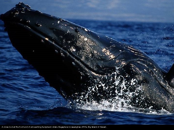 A close look at the front end of a breaching humpback whale Megaptera novaeangliae