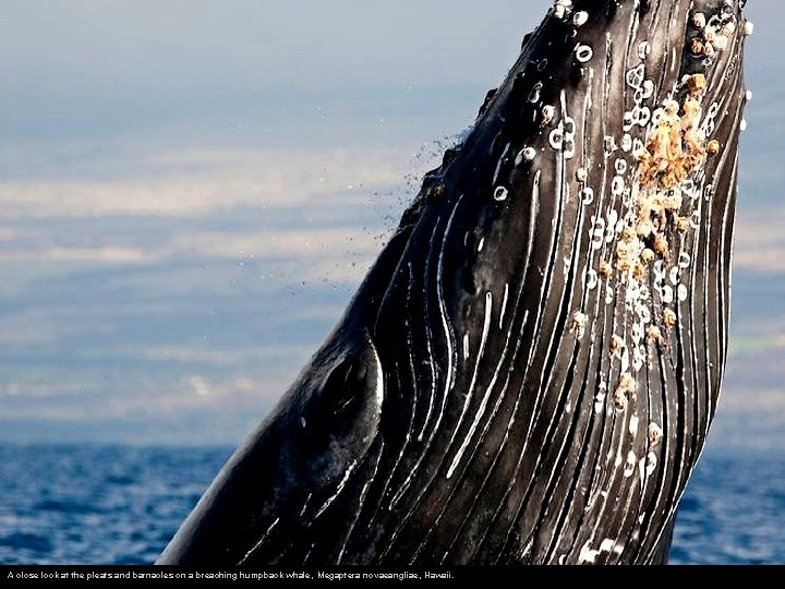 A close look at the pleats and barnacles on a breaching humpback whale, Megaptera