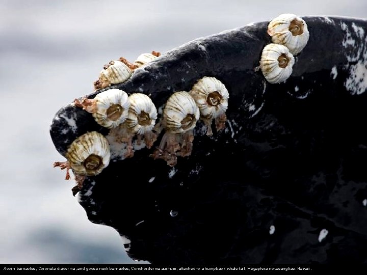 Acorn barnacles, Coronula diaderma, and goose neck barnacles, Conchorderma auritum, attached to a humpback