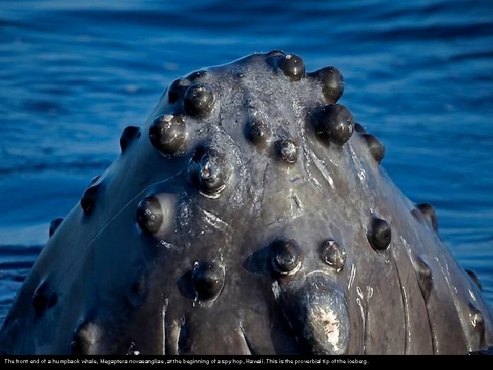 The front end of a humpback whale, Megaptera novaeangliae, at the beginning of a