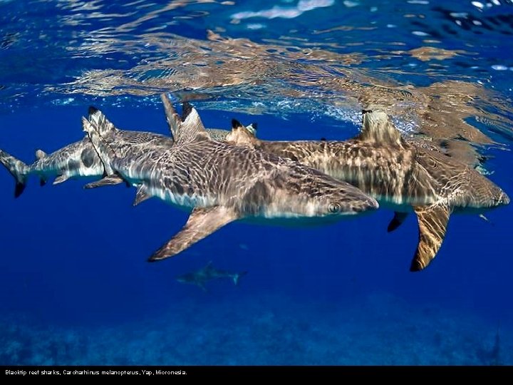 Blacktip reef sharks, Carcharhinus melanopterus, Yap, Micronesia. 