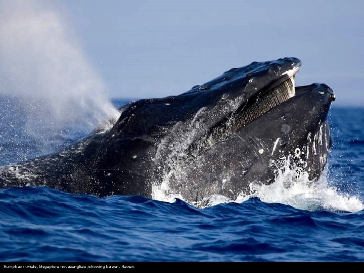 Humpback whale, Megaptera novaeangliae, showing baleen. Hawaii. 