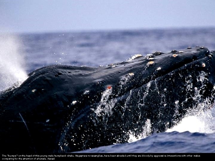 The ? bumps? on the head of this young male humpback whale, Megaptera novaeangliae,