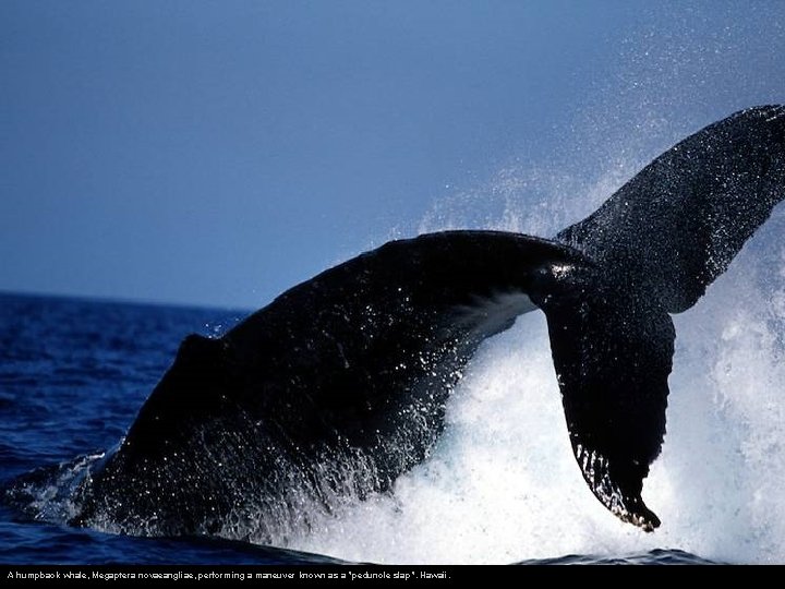 A humpback whale, Megaptera novaeangliae, performing a maneuver known as a "peduncle slap". Hawaii.