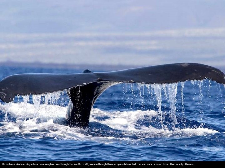 Humpback whales, Megaptera novaeangliae, are thought to live 30 to 40 years, although there
