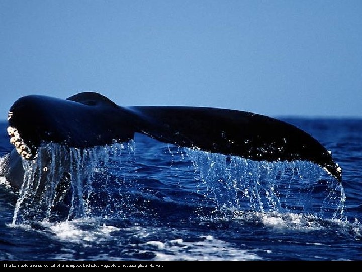 The barnacle encrusted tail of a humpback whale, Megaptera novaeangliae, Hawaii. 