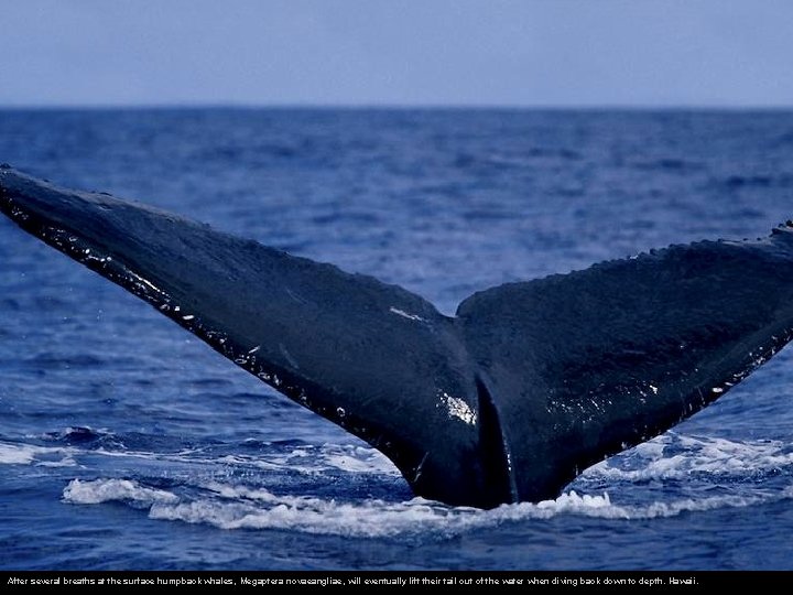 After several breaths at the surface humpback whales, Megaptera novaeangliae, will eventually lift their