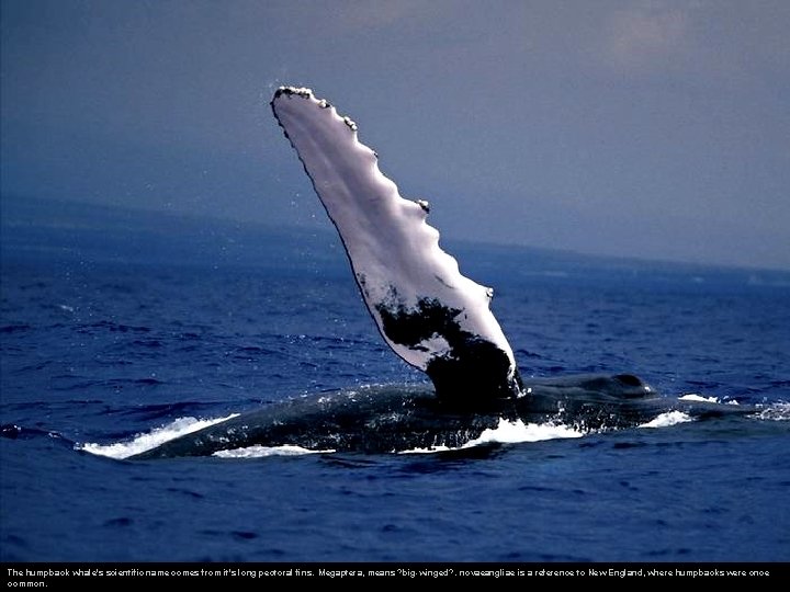 The humpback whale's scientific name comes from it's long pectoral fins. Megaptera, means ?