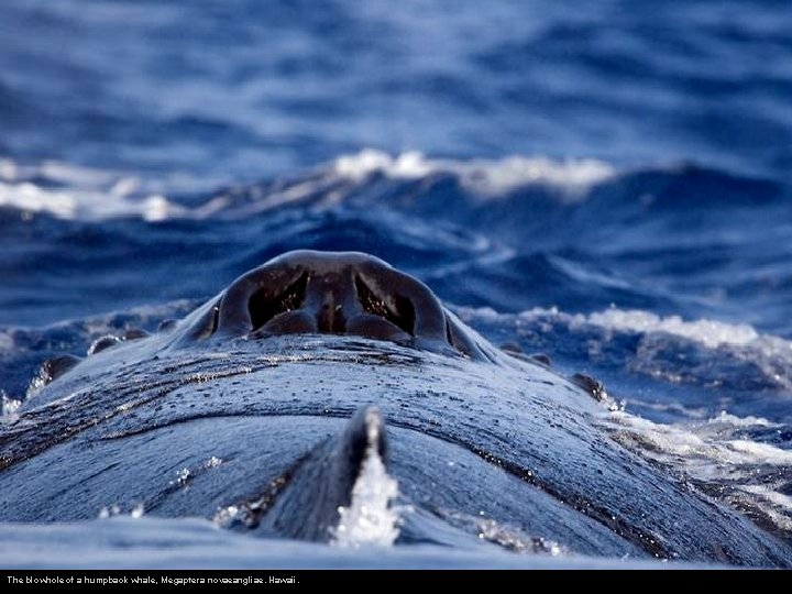 The blowhole of a humpback whale, Megaptera novaeangliae. Hawaii. 