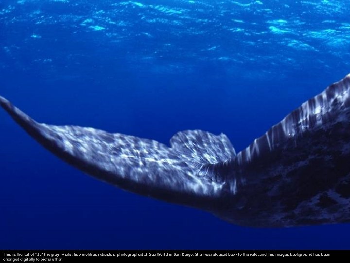 This is the tail of "JJ" the gray whale, Eschrichtius robustus, photographed at Sea