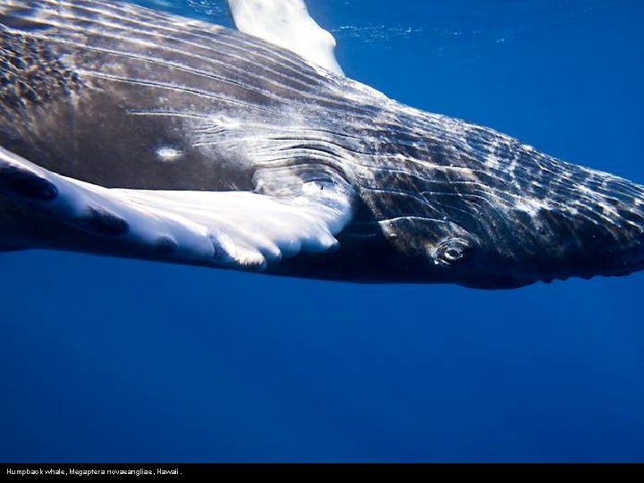 Humpback whale, Megaptera novaeangliae, Hawaii. 
