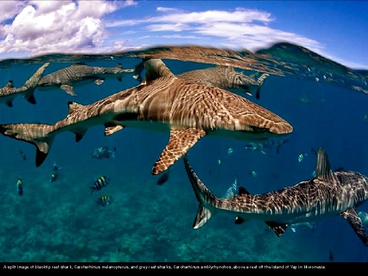 A split image of blacktip reef shark, Carcharhinus melanopterus, and grey reef sharks, Carcharhinus