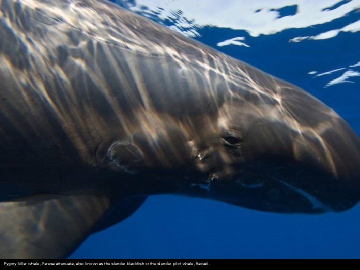 Pygmy killer whale, Feresa attenuata, also known as the slender blackfish or the slender